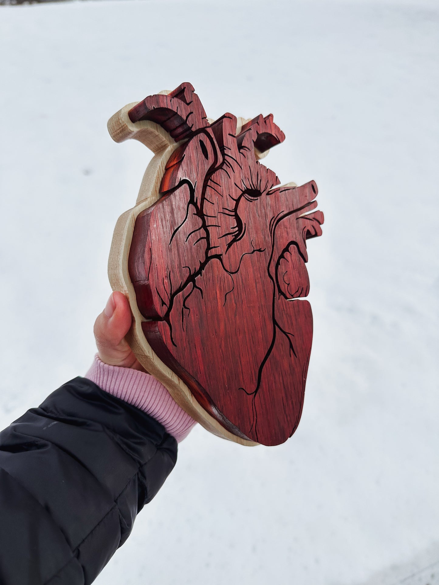 anatomical heart