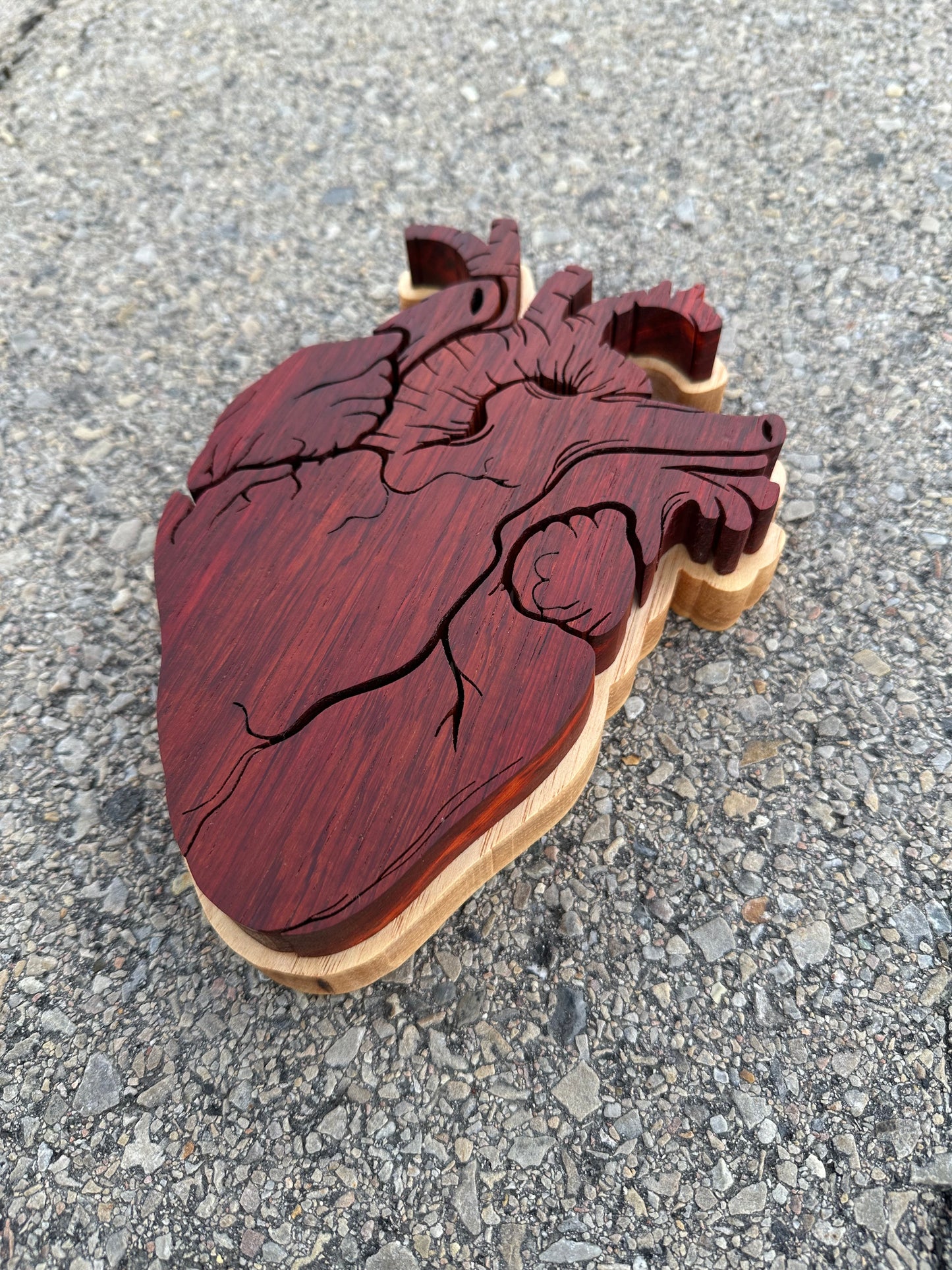 anatomical heart