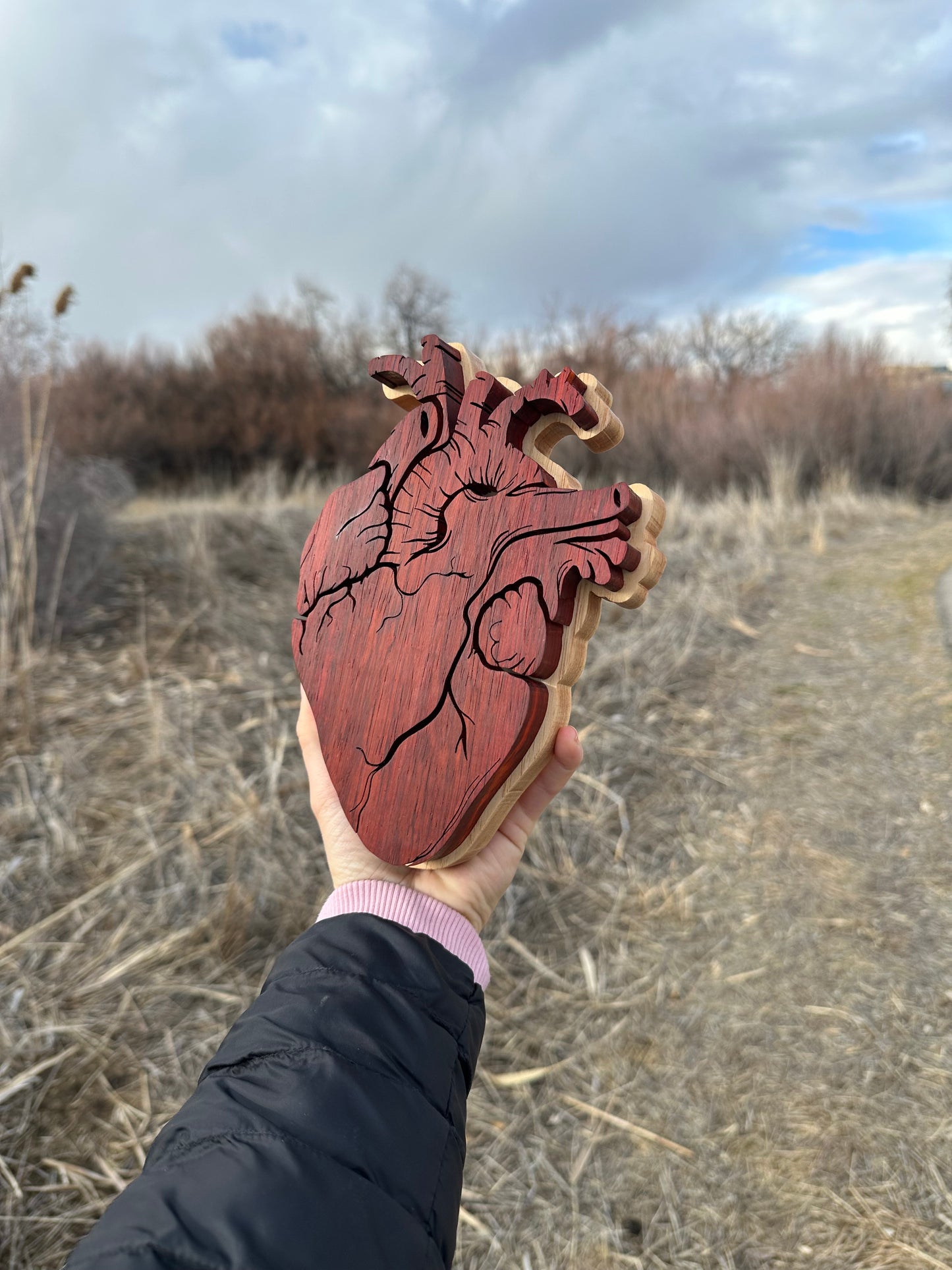 anatomical heart